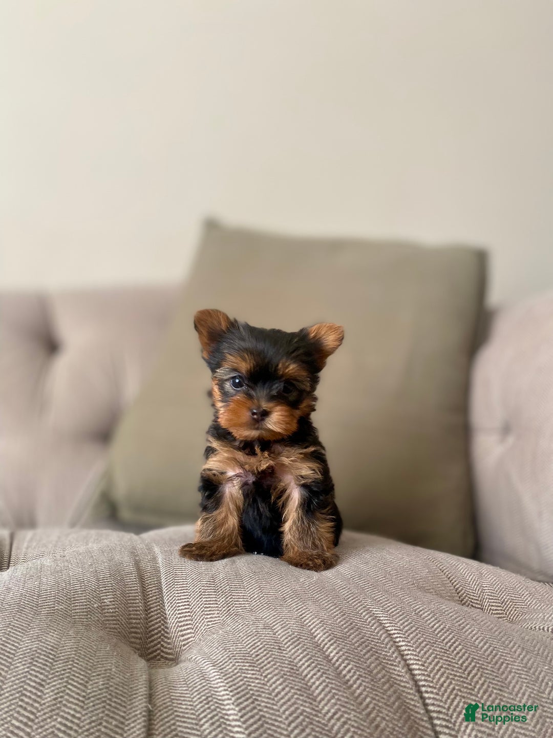 Yorkshire Terrier dogs for sale: Ivy - Ad 1