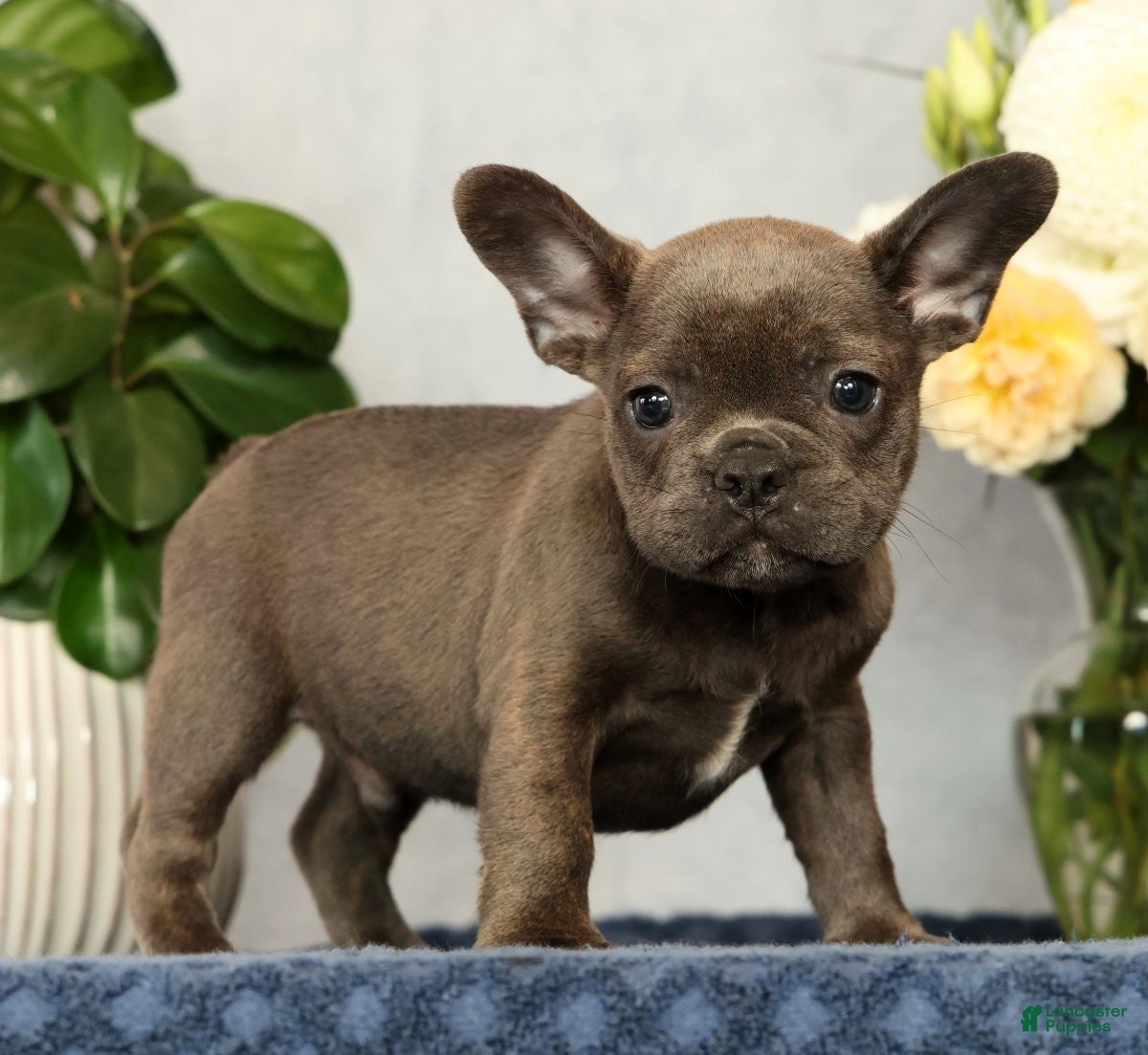 French Bulldog dogs Parker - Ad 1