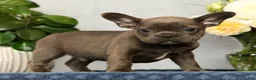French Bulldog dogs for sale: Parker - Ad 1