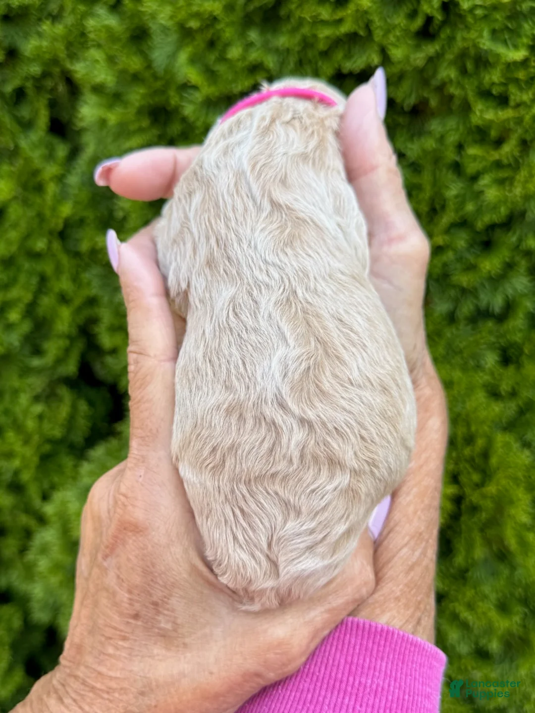 Goldendoodle dogs for sale: Dark Pink - Ad 3