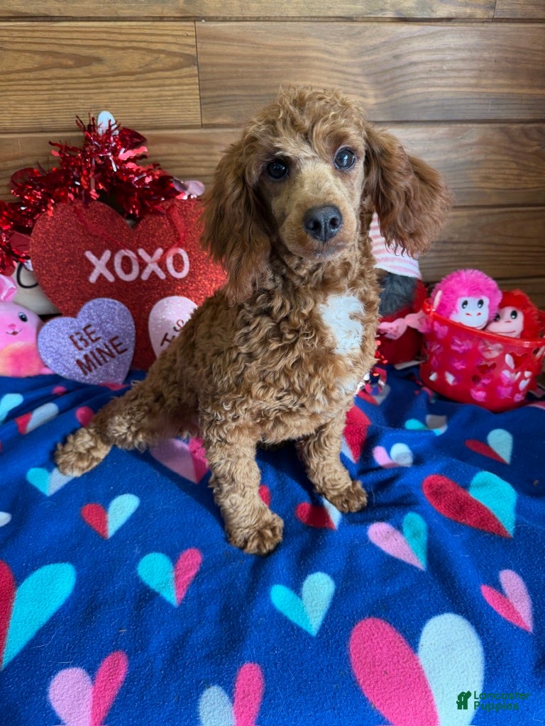 Toy Poodle dogs Atlas - Ad 35