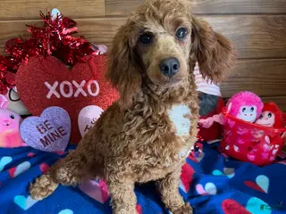 Toy Poodle dogs Atlas - Ad 35