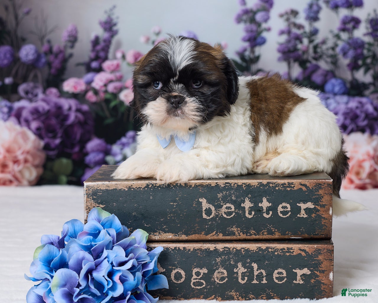 Shih Tzu dogs Roscoe - Ad 1