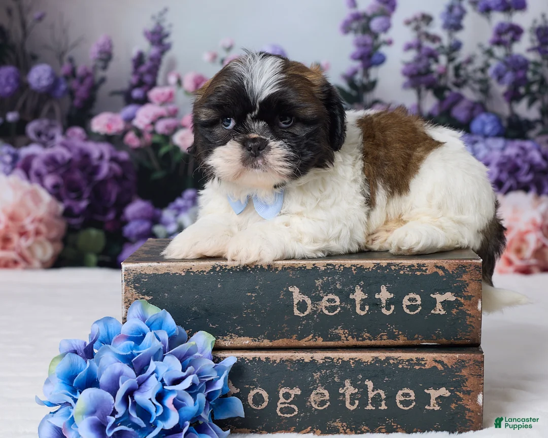 Shih Tzu dogs for sale: Roscoe - Ad 1
