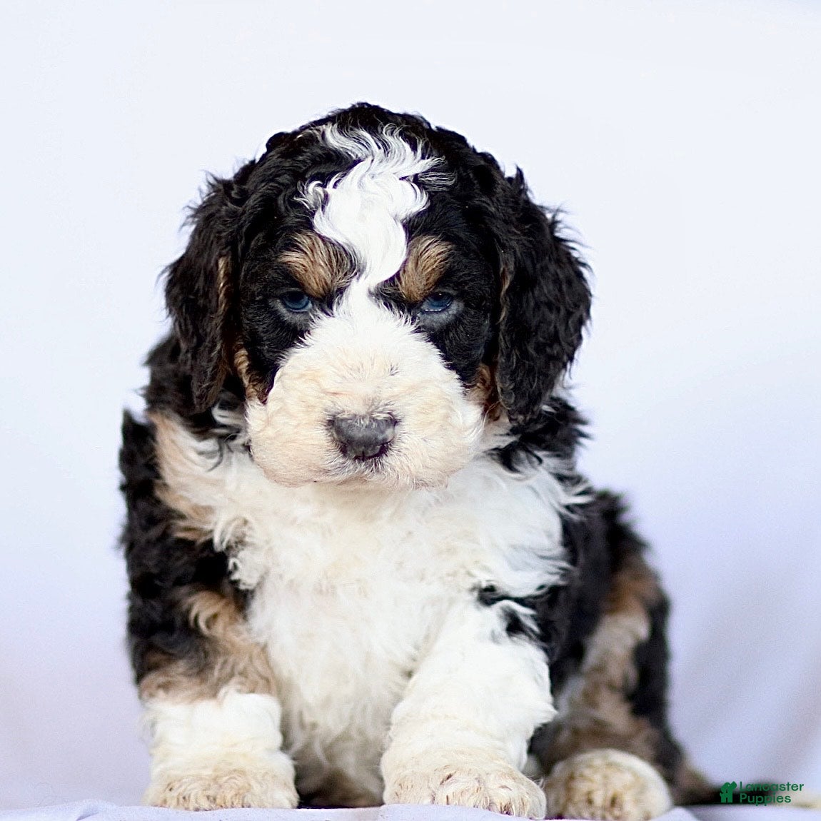 Mini Bernedoodle dogs Gloria - Ad 16