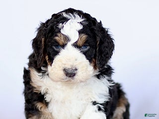Mini Bernedoodle dogs Gloria - Ad 22