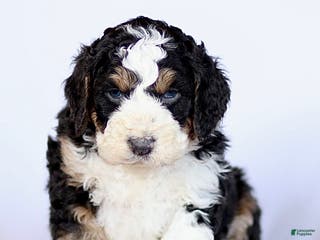Mini Bernedoodle dogs Gloria - Ad 29