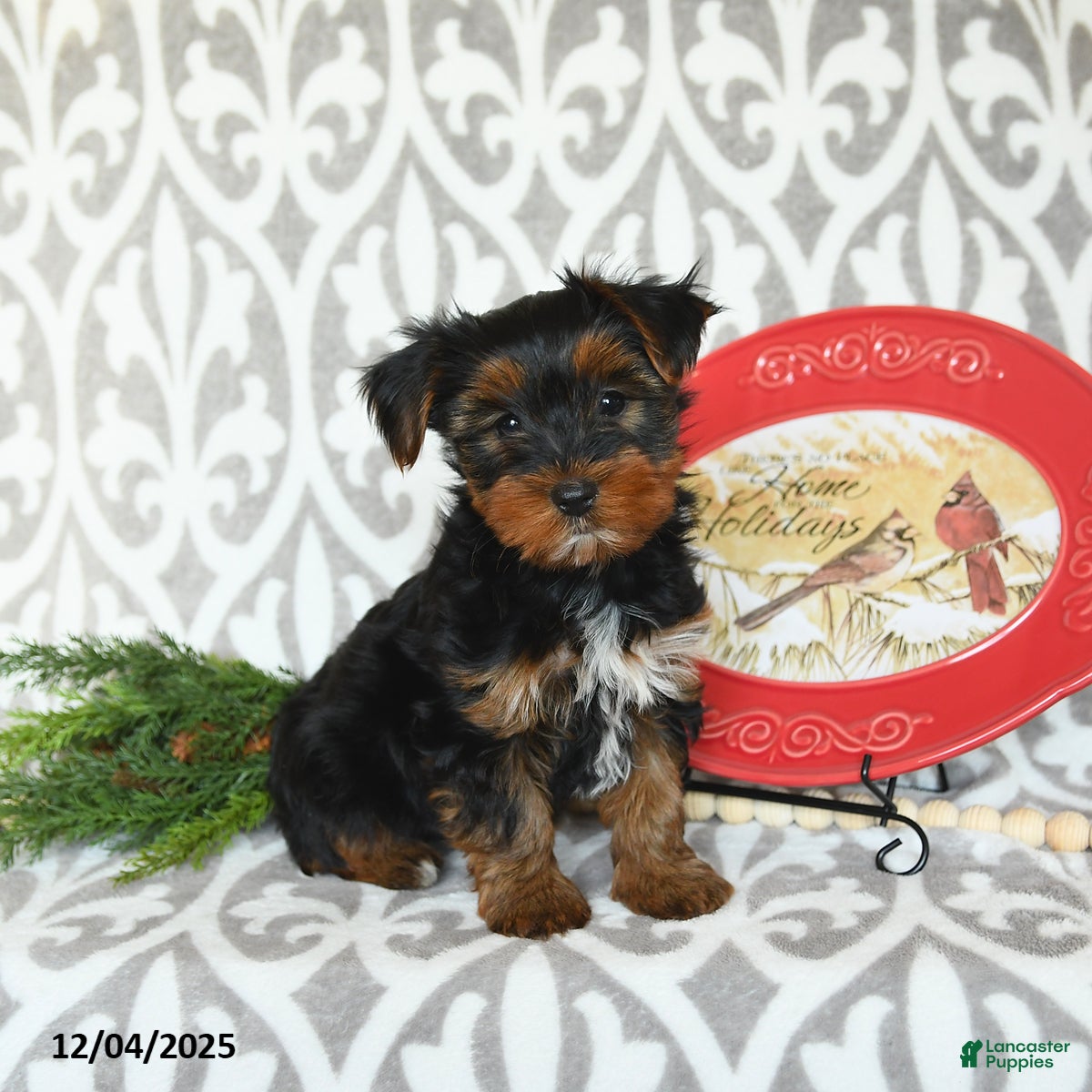 Yorkiepoo dogs Daryl  - Ad 12