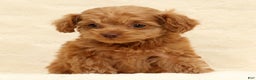 Cockapoo dogs for sale: Carson - Ad 6