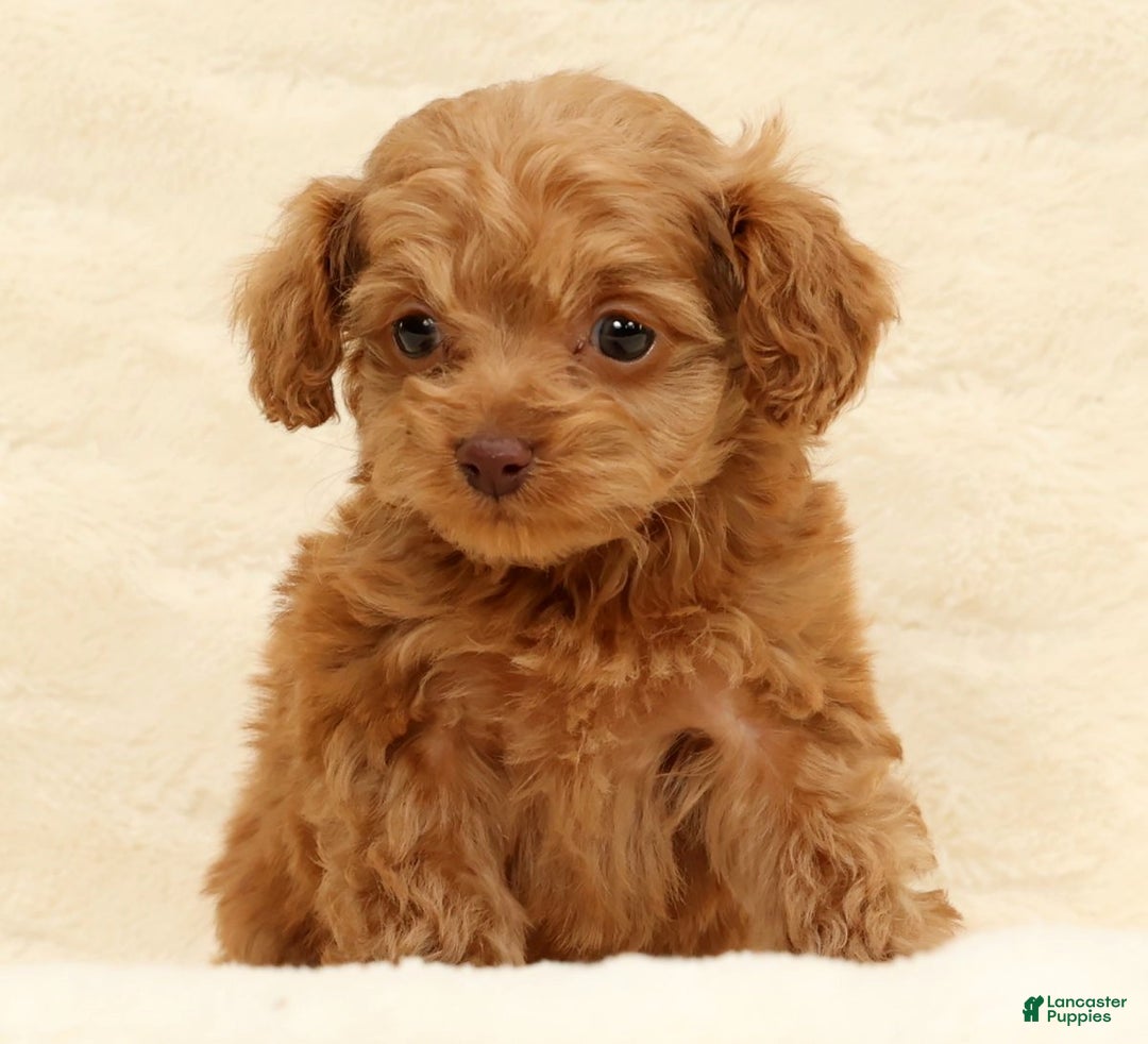 Cockapoo dogs for sale: Carson - Ad 6