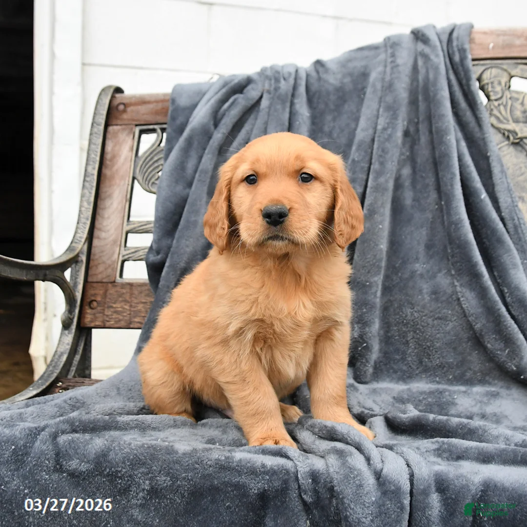 Golden Retriever dogs for sale: Birch - Ad 2