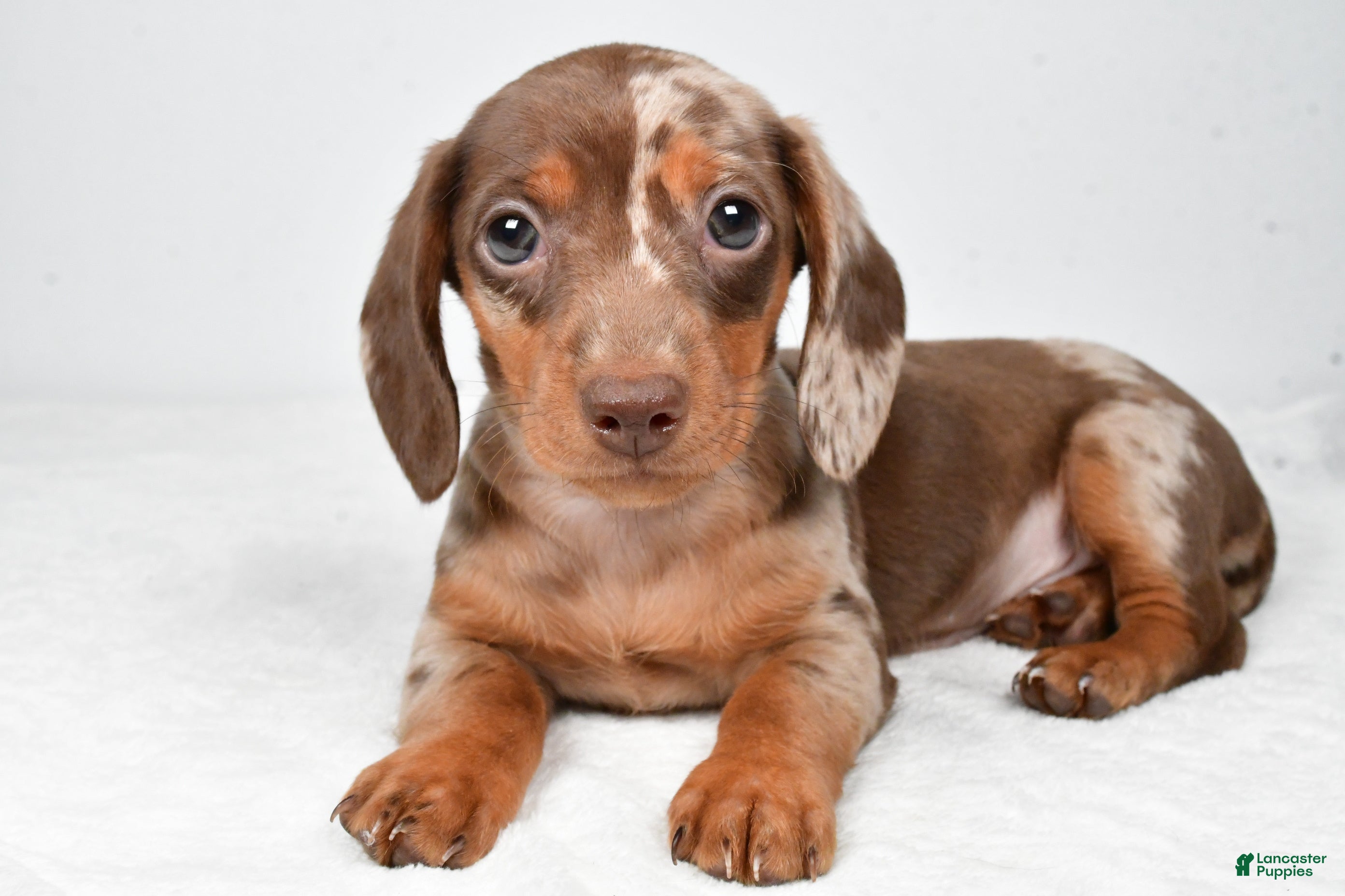 Miniature Dachshund dogs Maple - Ad 1