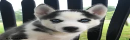 Siberian Husky dogs for sale: Denali - Ad 4