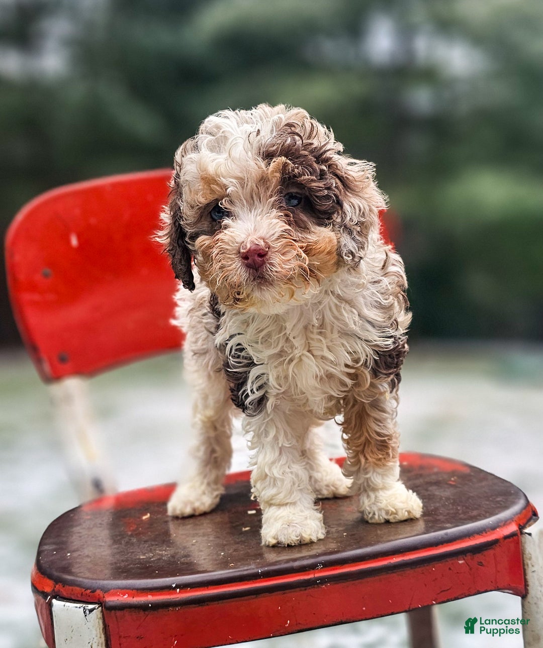 Miniature Poodle dogs for sale: Molly - Ad 1