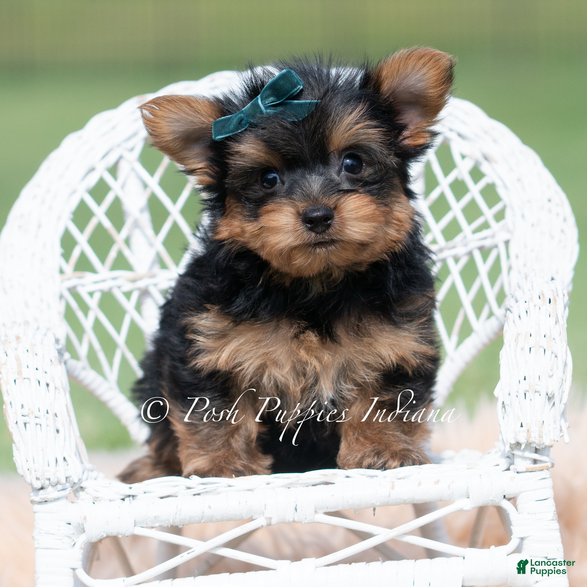 Yorkshire Terrier dogs Trinket - Ad 33