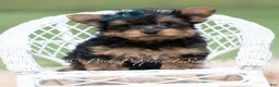 Yorkshire Terrier dogs for sale: Trinket - Ad 1