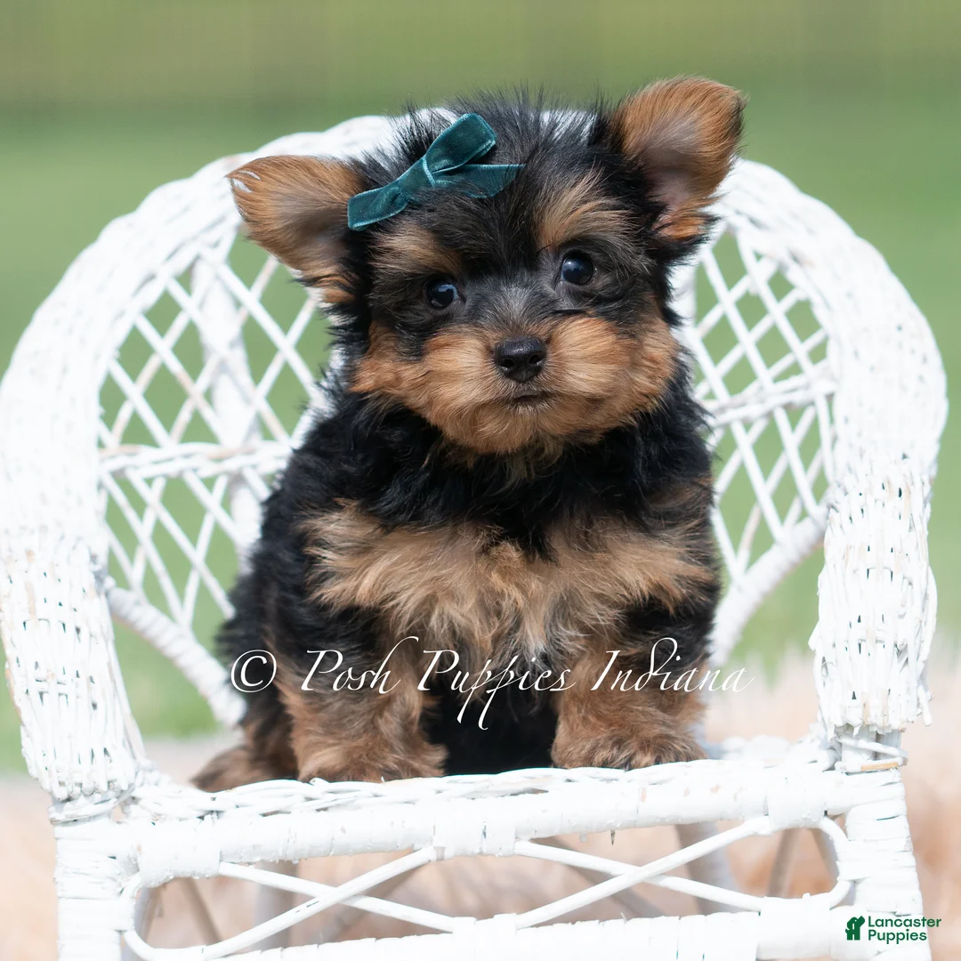 Yorkshire Terrier dogs for sale: Trinket - Ad 1