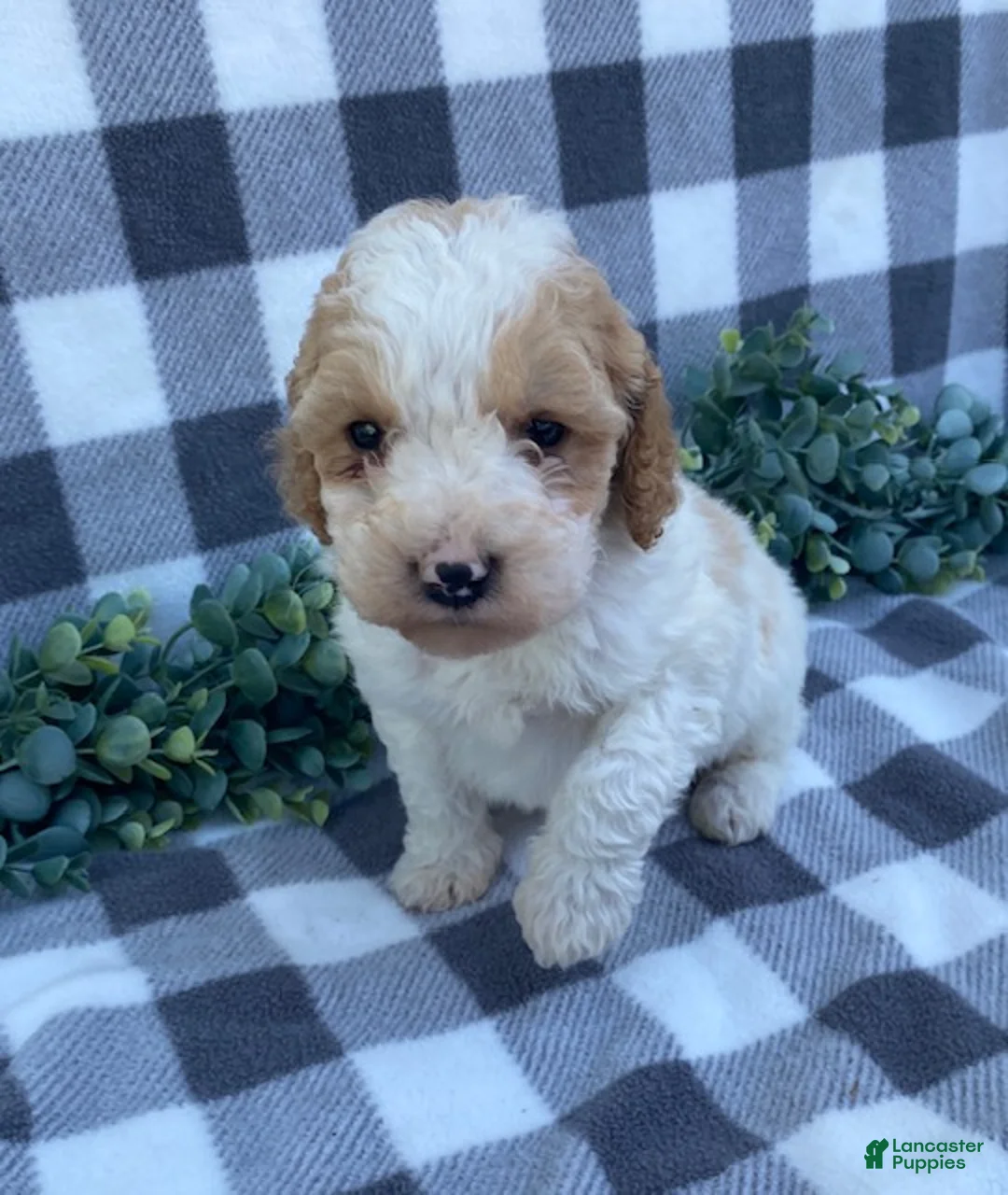 Mini Goldendoodle dogs for sale: Larson- tiny - Ad 2