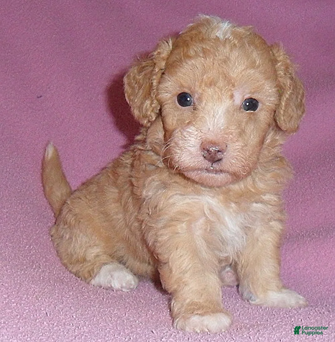 Miniature Poodle dogs for sale: Lilly - Ad 1