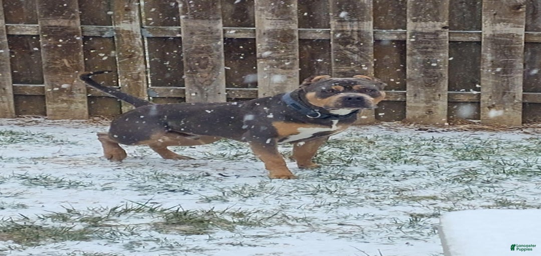 Gallery Image {{count}}