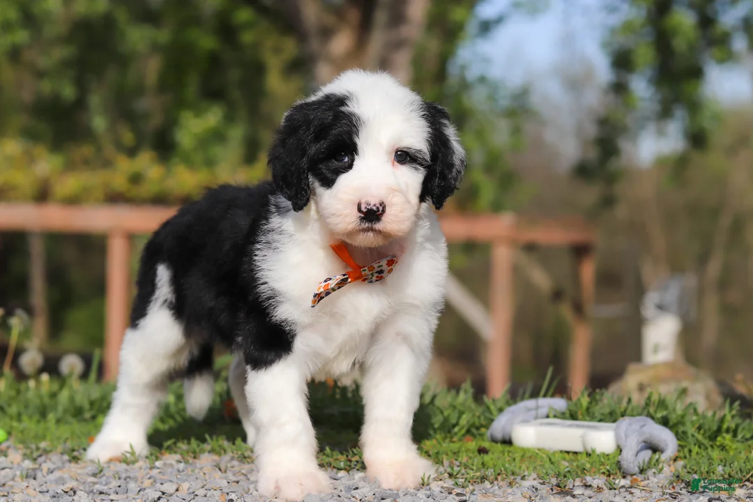 Sheepadoodle dogs for sale: Buddy - Ad 2