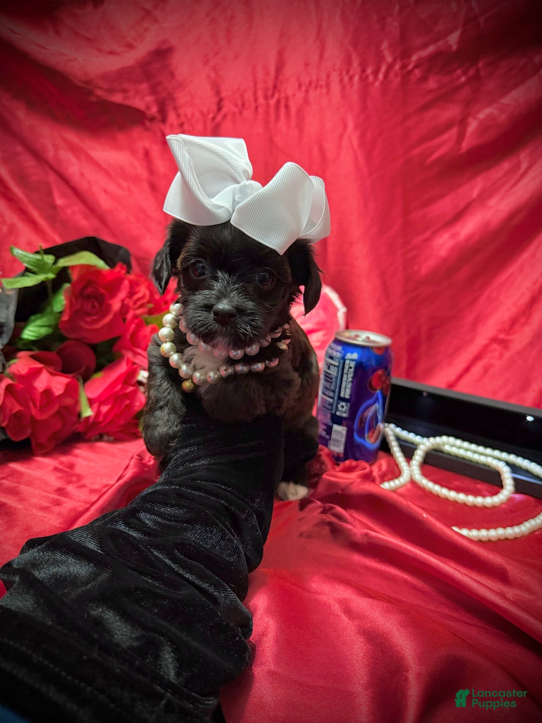 Yorkiepoo dogs for sale: Twix  - Ad 11