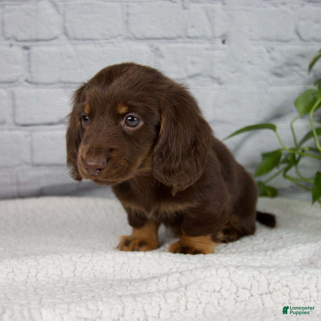 Miniature Dachshund dogs for sale: Drew - Ad 5