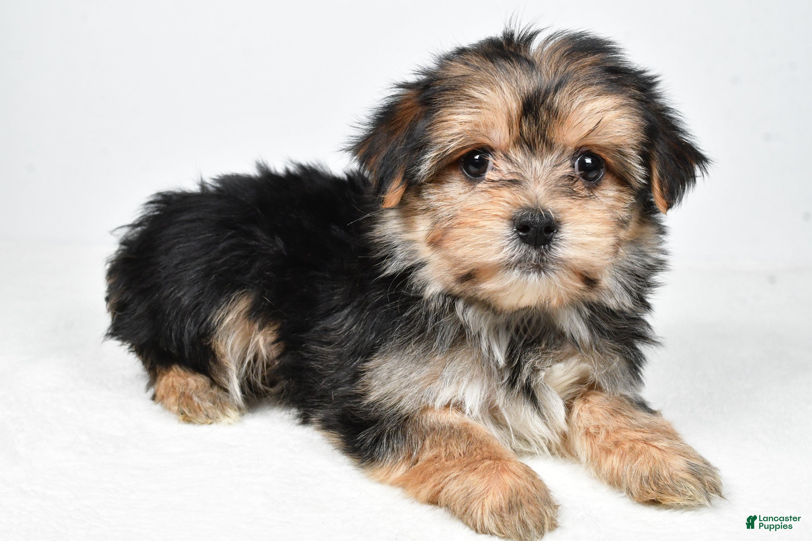 Morkie dogs Roxy - Ad 2