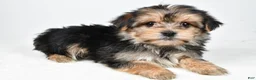 Morkie dogs for sale: Roxy - Ad 2