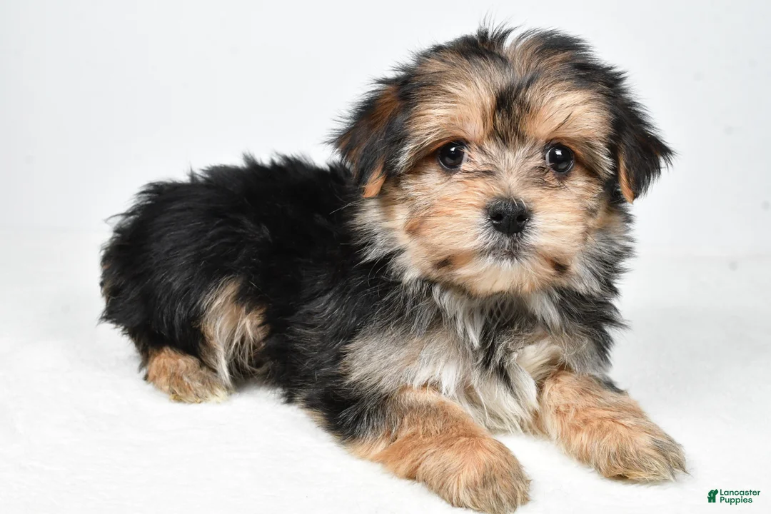 Morkie dogs for sale: Roxy - Ad 2