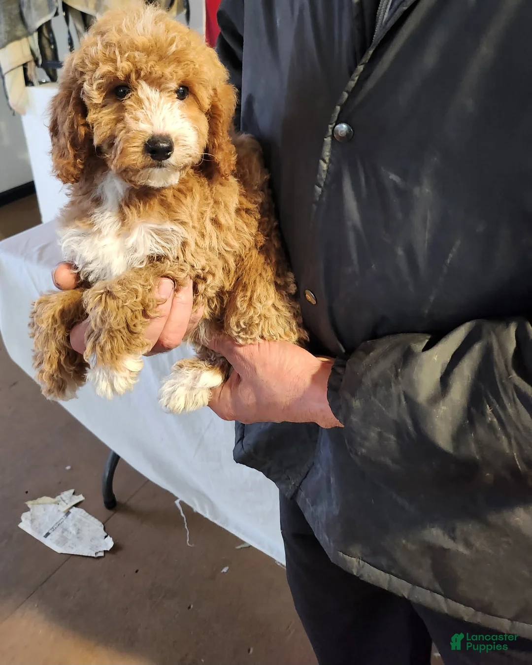 Mini Goldendoodle dogs for sale: Rita - Ad 3