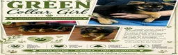 German Shepherd dogs for sale: German Shepherd Puppy 6 - Ad 3