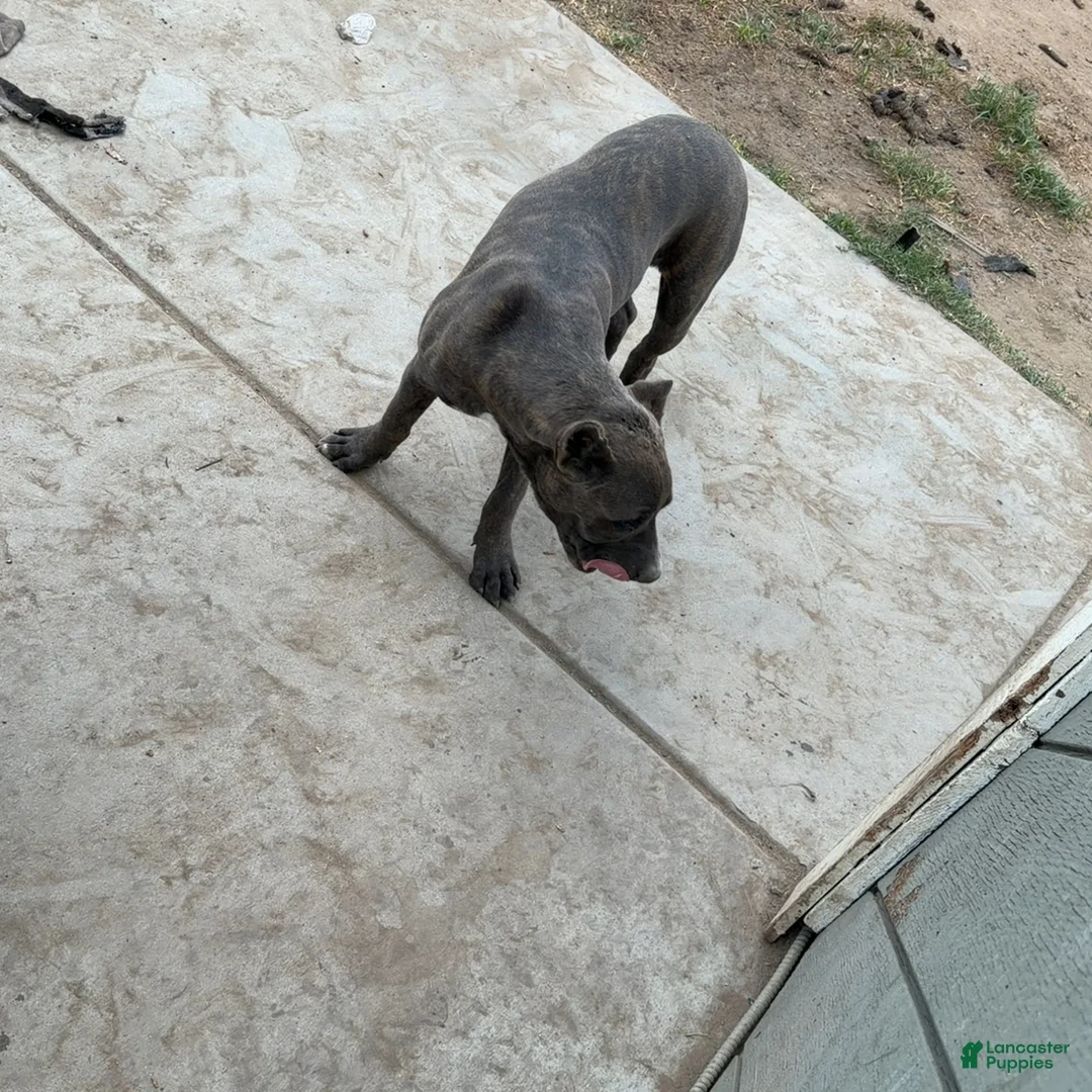 Mixed Breed dogs for sale: Mixed Breed 1 - Ad 6