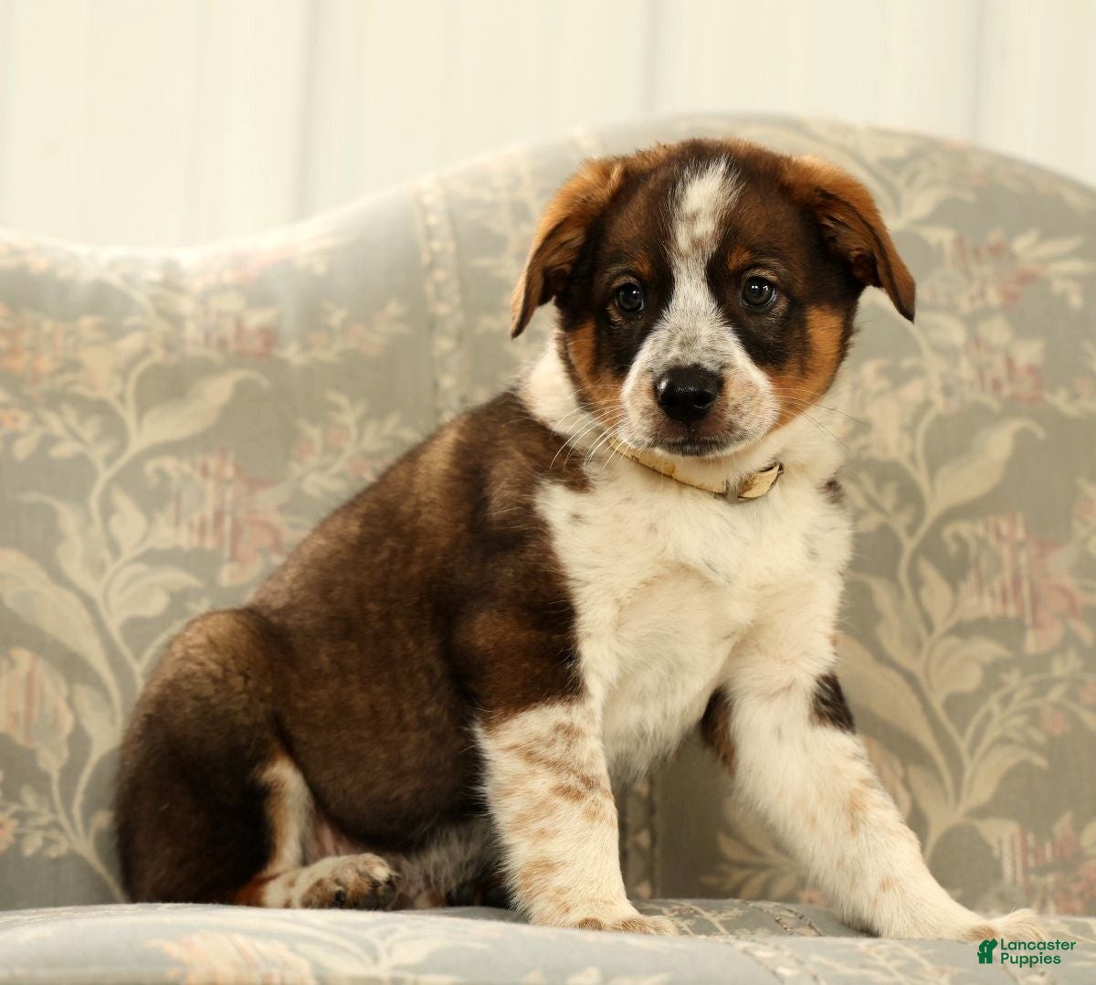 Australian Shepherd dogs Al - Ad 2