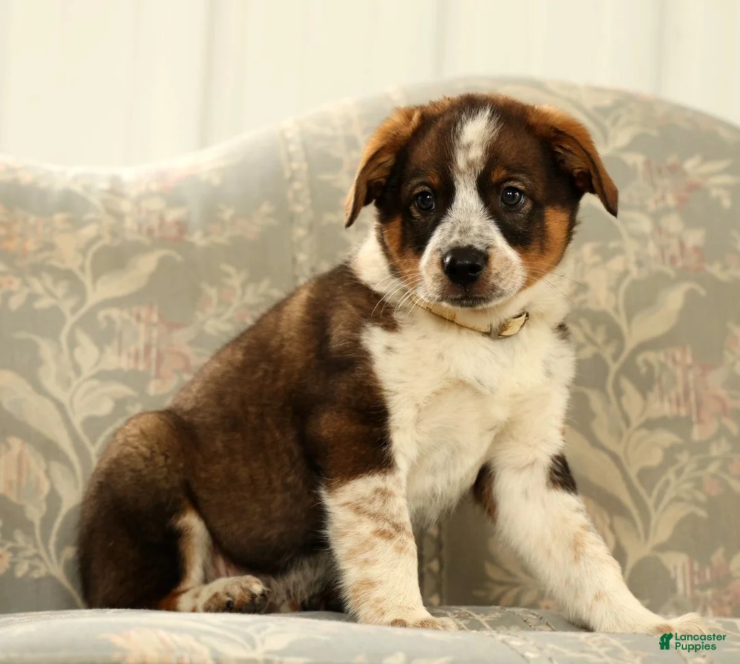 Australian Shepherd dogs for sale: Al - Ad 2