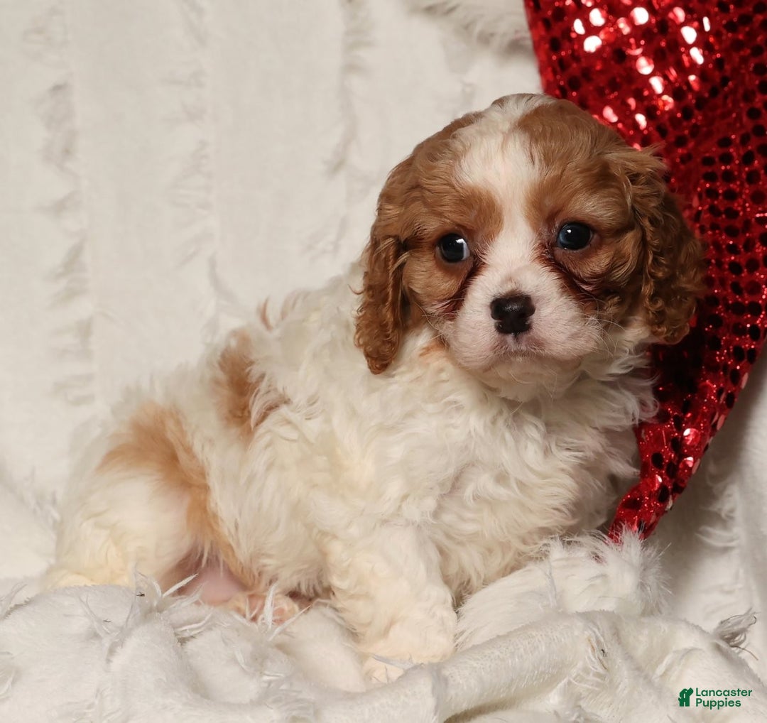 Cavapoo dogs for sale: Arthur - Ad 2