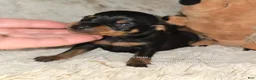Miniature Pinscher dogs for sale: AKC Chester - Ad 4