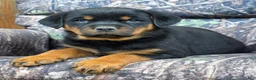 Rottweiler dogs for sale: Clark - Ad 3