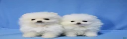 Pomeranian dogs for sale: Terry - Ad 6