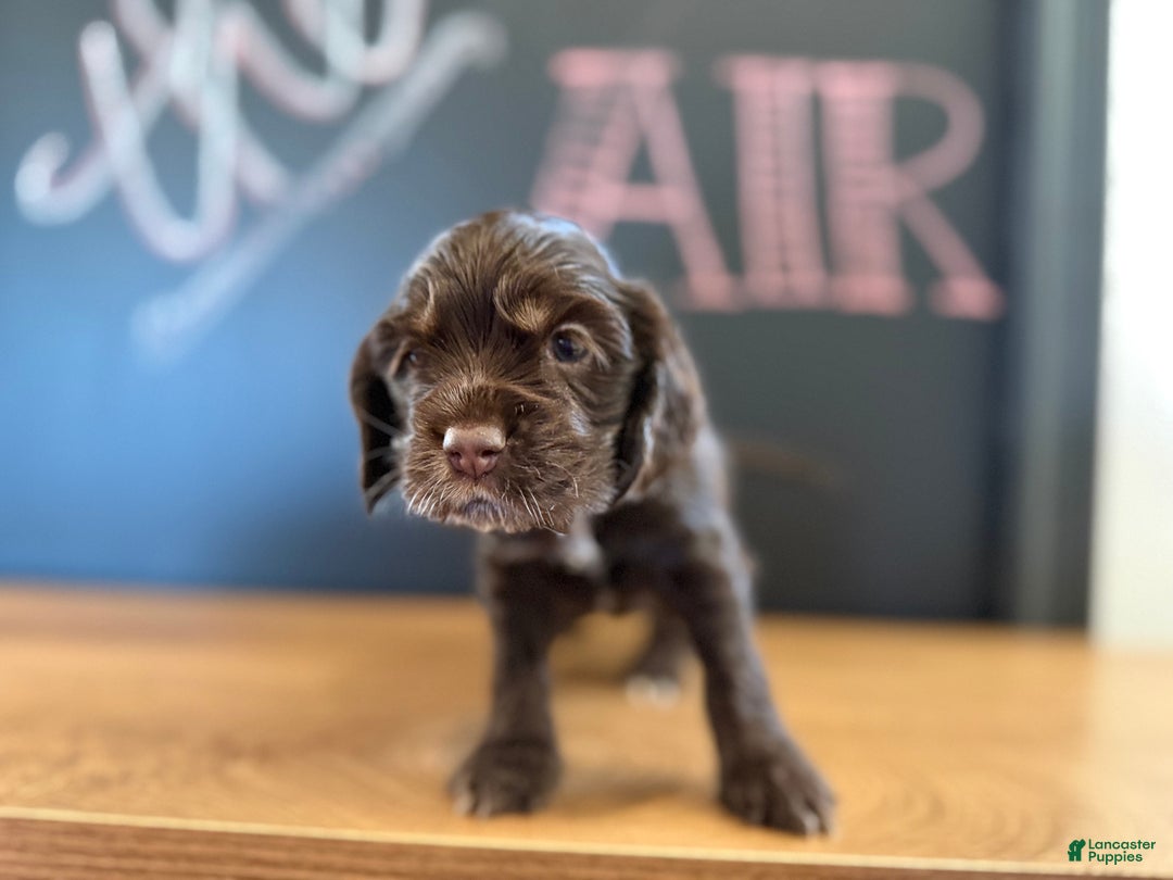 Cocker Spaniel dogs for sale: Bailey  - Ad 4