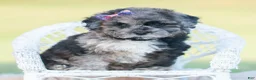 Toy Poodle dogs for sale: Ore fluff - Ad 6