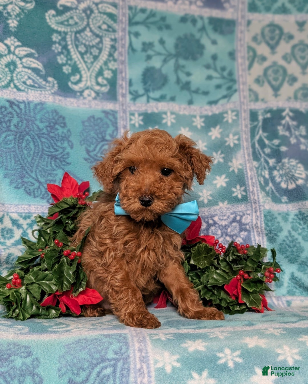 Toy Poodle dogs for sale: Tobie - Ad 6