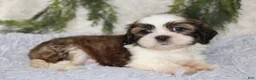 Shih Tzu dogs for sale: Shih Tzu 1 - Ad 2
