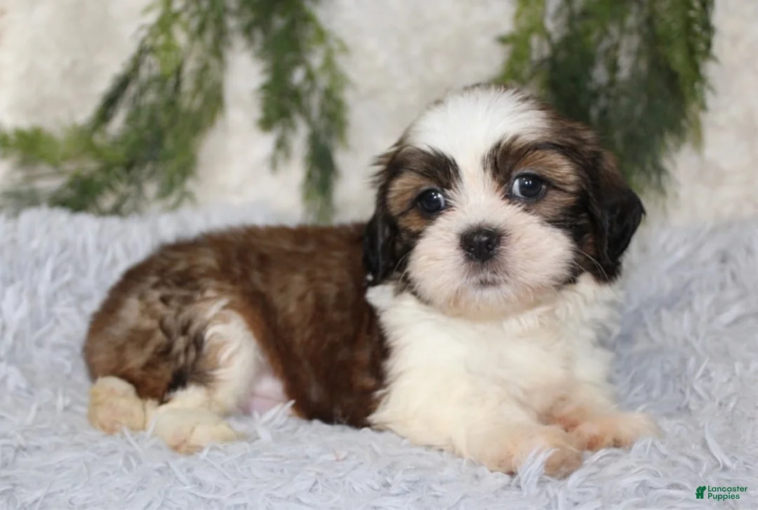 Shih Tzu dogs for sale: Shih Tzu 1 - Ad 2
