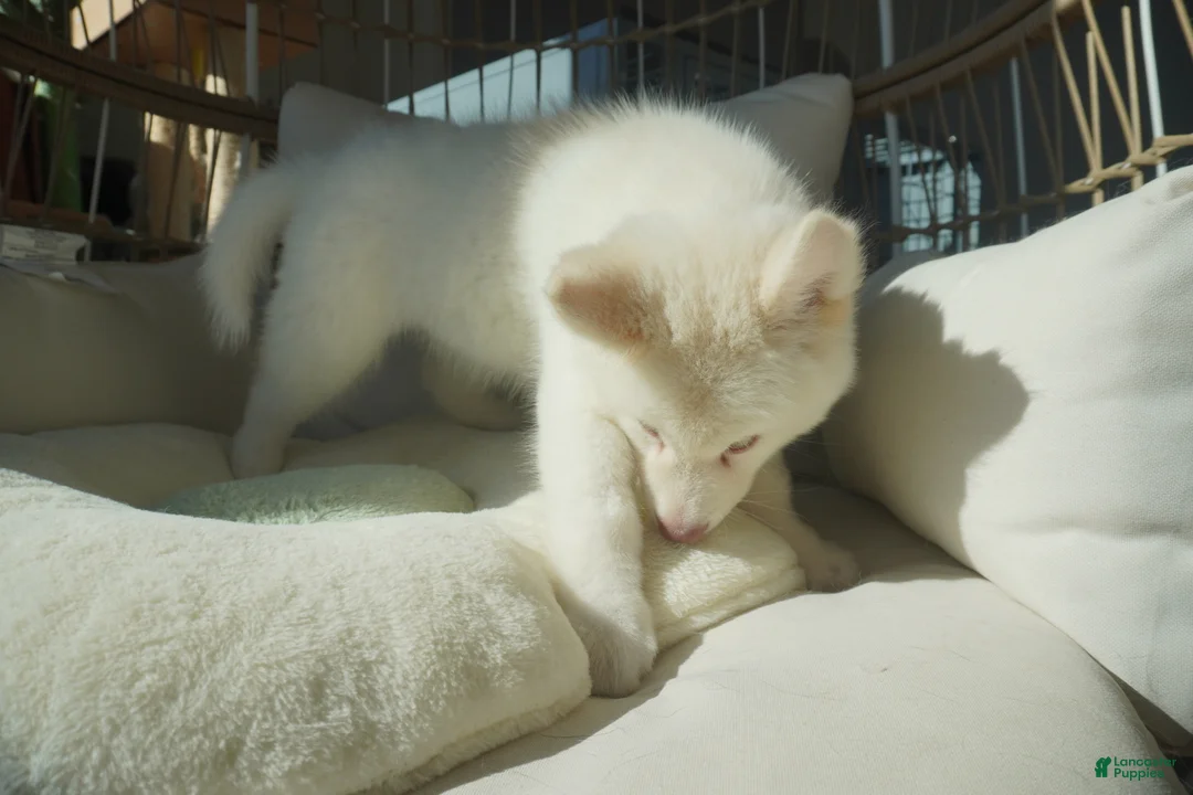 Alaskan Malamute dogs for sale: Melon - Ad 9