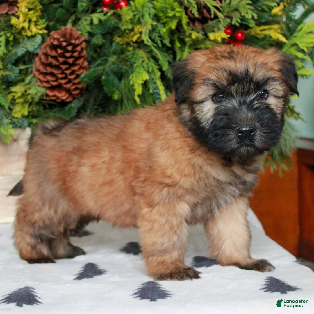 Soft Coated Wheaten Terrier dogs for sale: Windsor  - Ad 3