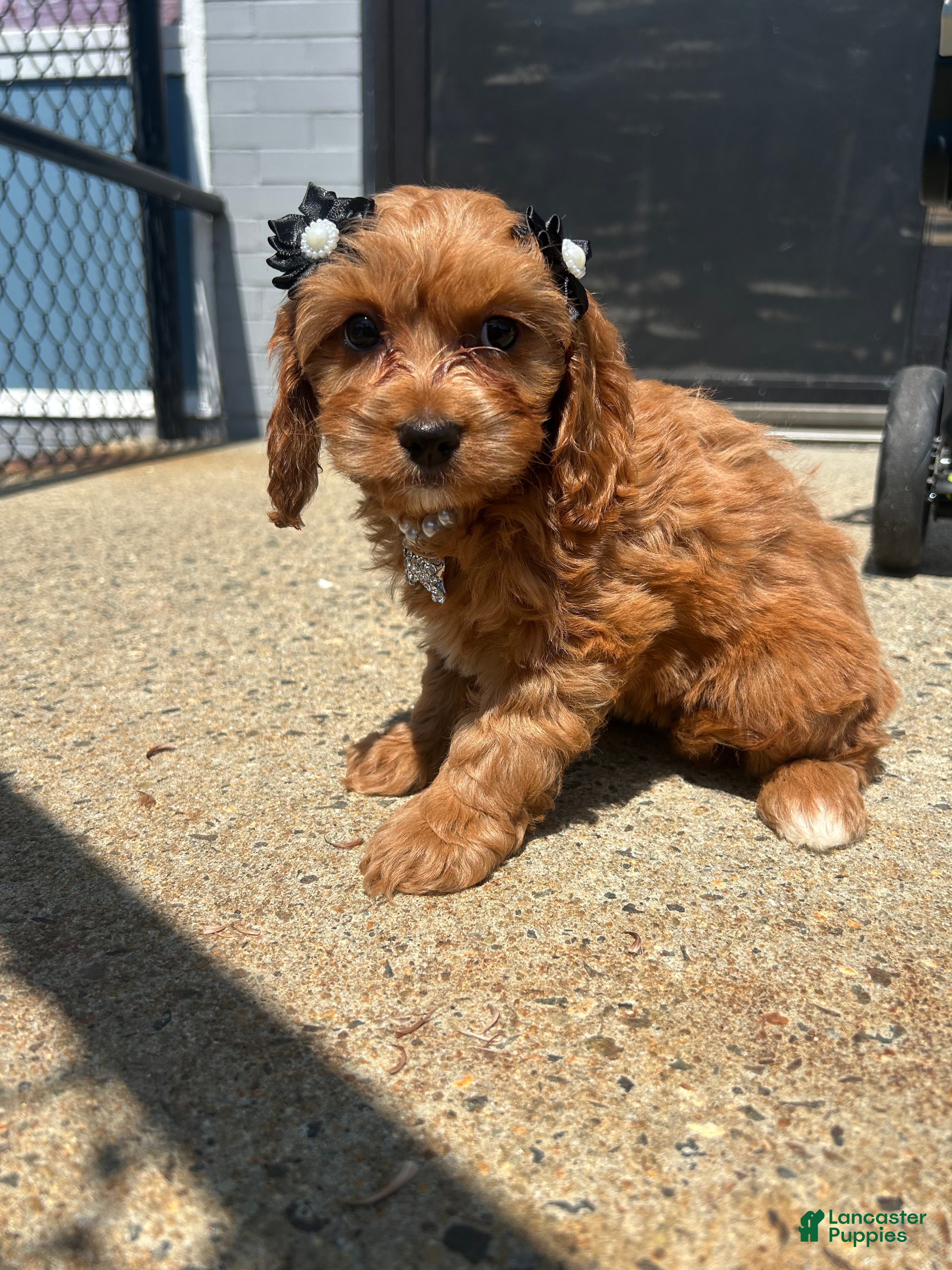 Cavapoo dogs Cavapoo 1 - Ad 7