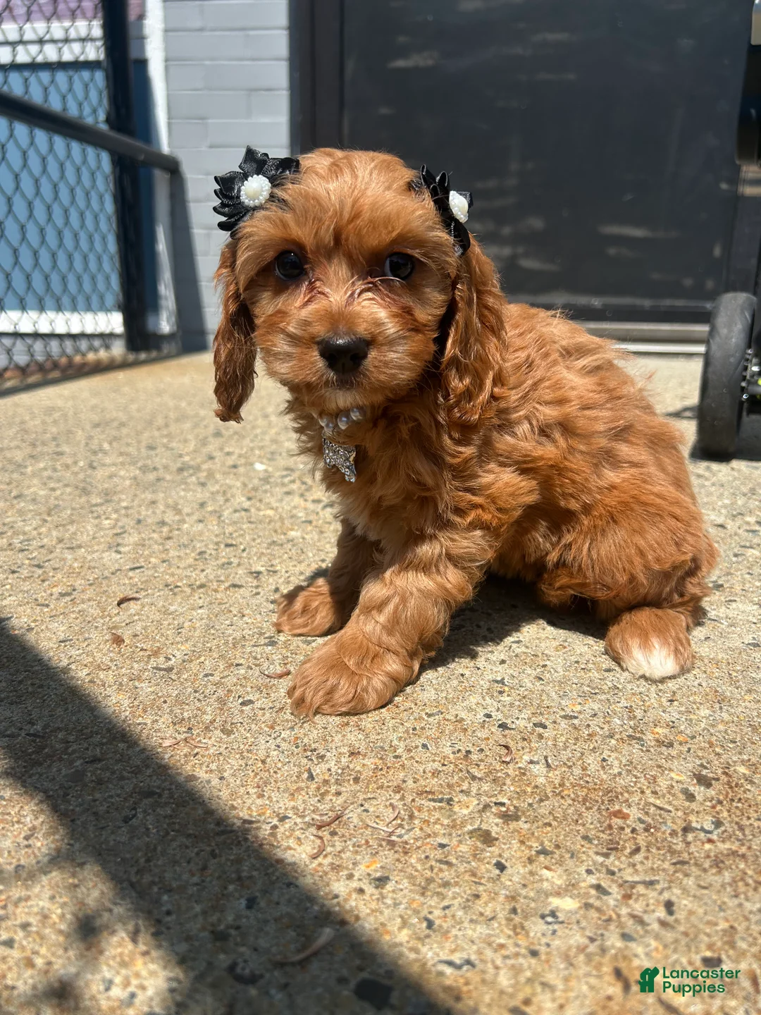 Cavapoo dogs for sale: Cavapoo 1 - Ad 1