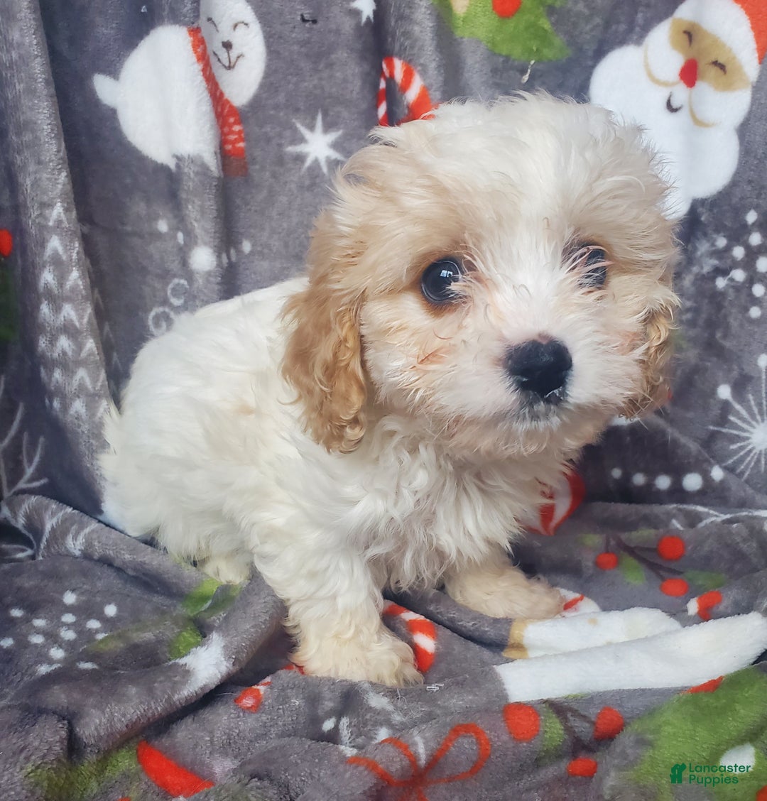 Cavachon dogs for sale: Frost - Ad 2