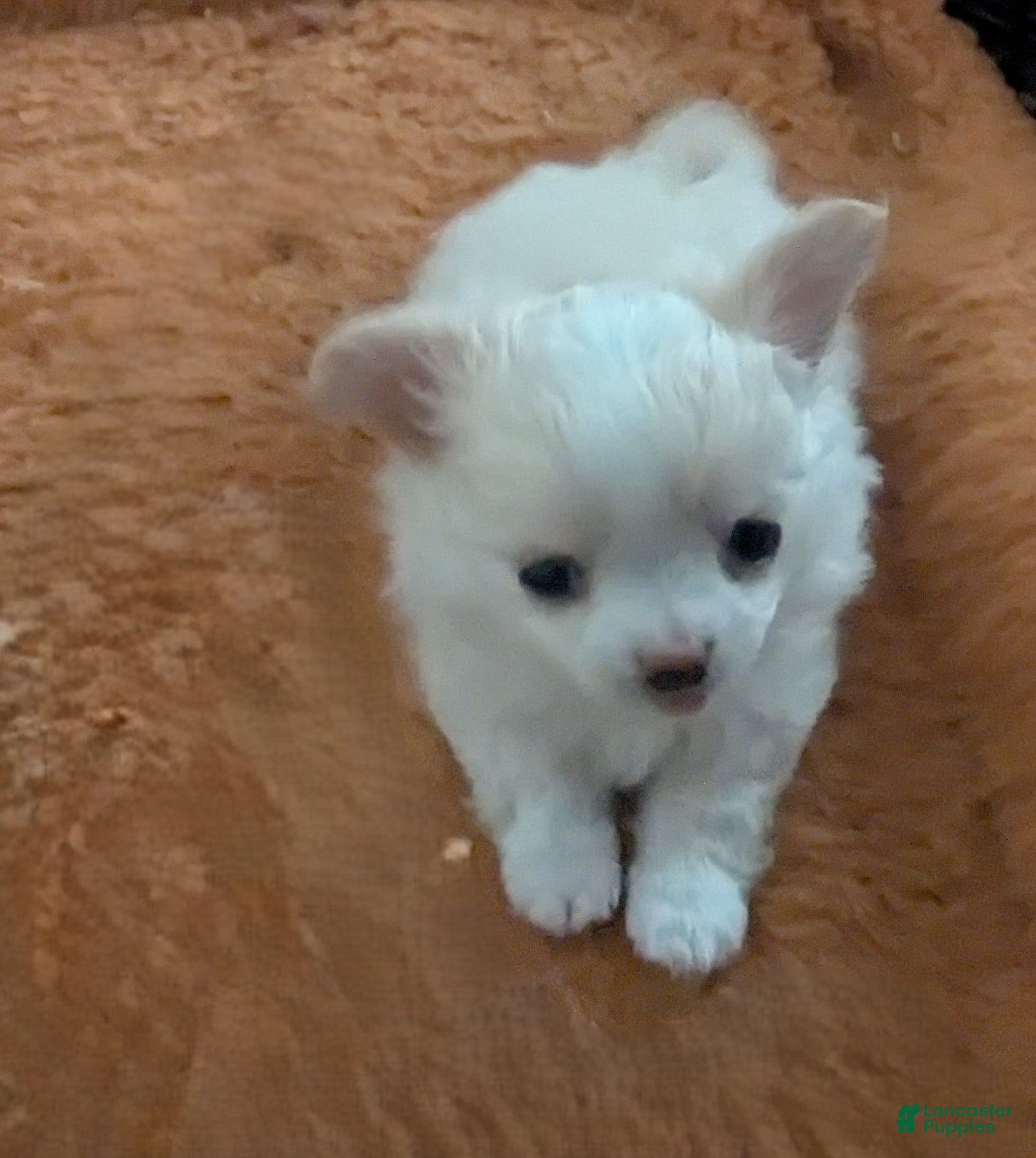 Chihuahua dogs for sale: Diamond Tiny Apple Head Female  - Ad 3